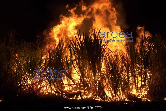 : Sugarcane burning - at Kununurra in the : Sugarcane burning - at Kununurra in the