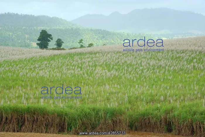 : Sugarcane - huge fields of sugarcane are spread : Sugarcane - huge fields of sugarcane are spread