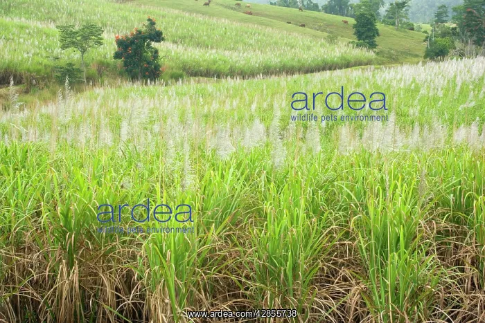 : Sugarcane - huge fields of sugarcane are spread : Sugarcane - huge fields of sugarcane are spread