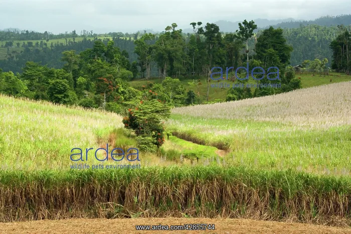 : Sugarcane - huge fields of sugarcane are spread : Sugarcane - huge fields of sugarcane are spread