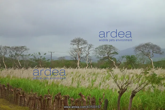 : Sugarcane, Mexico : Sugarcane, Mexico