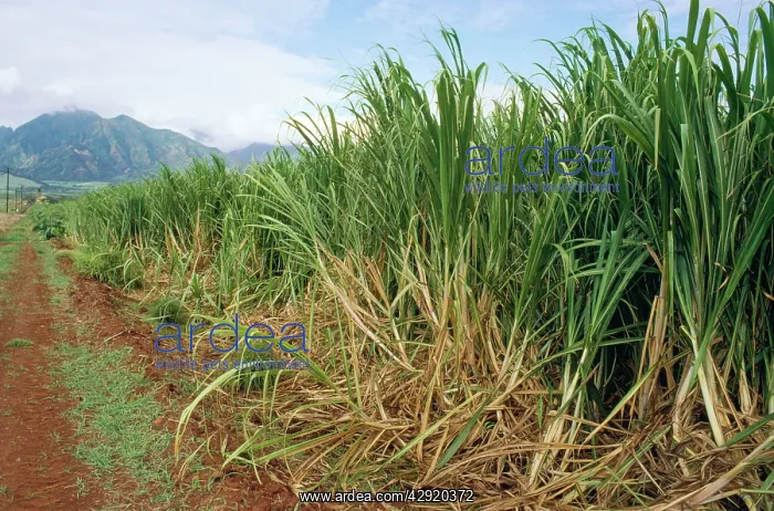  : Sugarcane Plantation