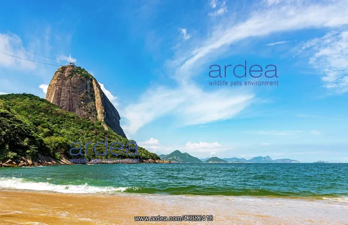 : Sugarloaf hill seen from Red beach in the neighborhood : Sugarloaf hill seen from Red beach in the neighborhood