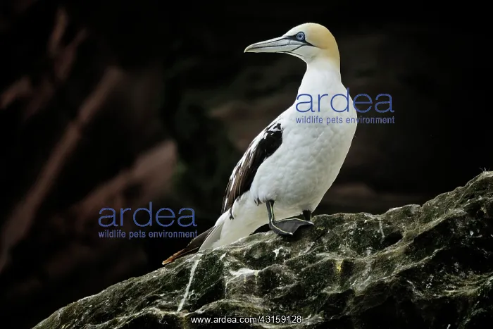 : Sula bassanus Sula bassana Pelecanus bassanus M : Sula bassanus Sula bassana Pelecanus bassanus M