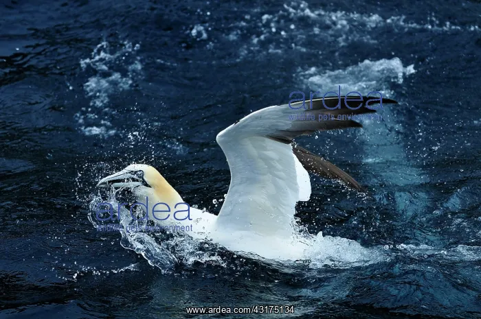 : Sula bassanus Sula bassana Pelecanus bassanus M : Sula bassanus Sula bassana Pelecanus bassanus M