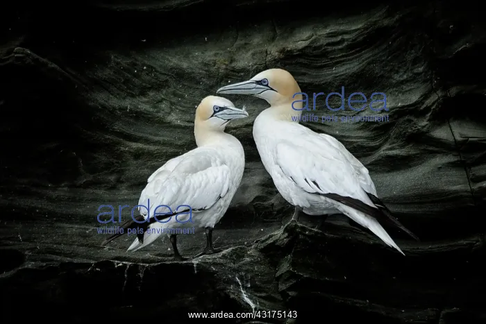 : Sula bassanus Sula bassana Pelecanus bassanus M : Sula bassanus Sula bassana Pelecanus bassanus M