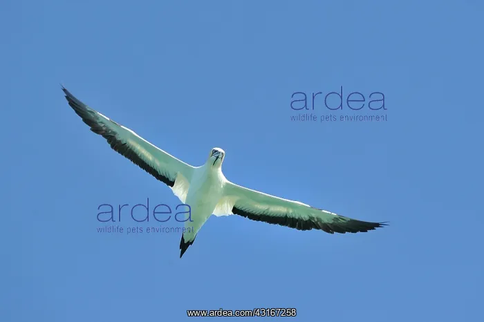 : Sula capensis Morus capensis Sula : Sula capensis Morus capensis Sula