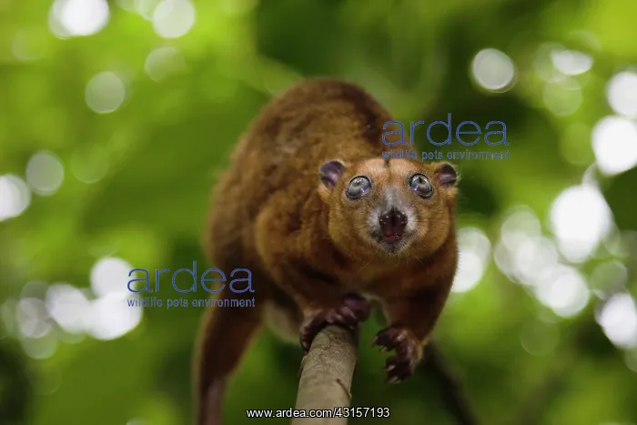  : Sulawesi Dwarf Cuscus