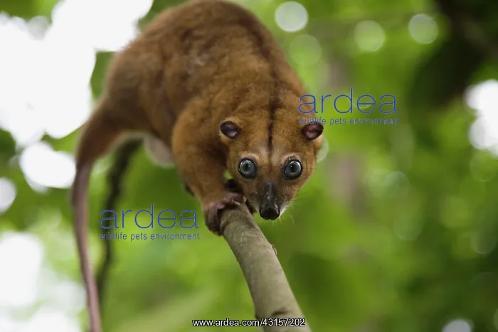 : Sulawesi Dwarf Cuscus : Sulawesi Dwarf Cuscus
