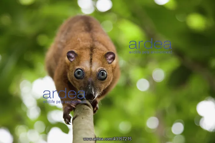 : Sulawesi Dwarf Cuscus : Sulawesi Dwarf Cuscus