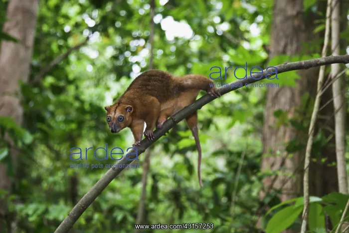 : Sulawesi Dwarf Cuscus : Sulawesi Dwarf Cuscus