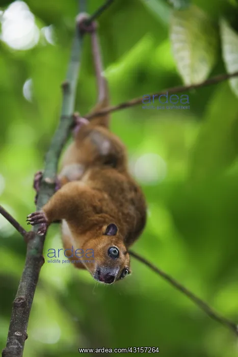 : Sulawesi Dwarf Cuscus : Sulawesi Dwarf Cuscus