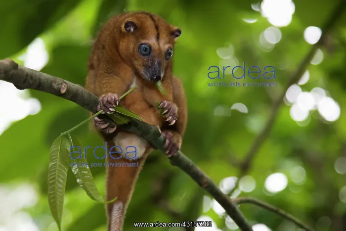 : Sulawesi Dwarf Cuscus : Sulawesi Dwarf Cuscus