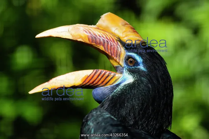 : Sulawesi Red-knobbed Hornbill, captive, female calling : Sulawesi Red-knobbed Hornbill, captive, female calling