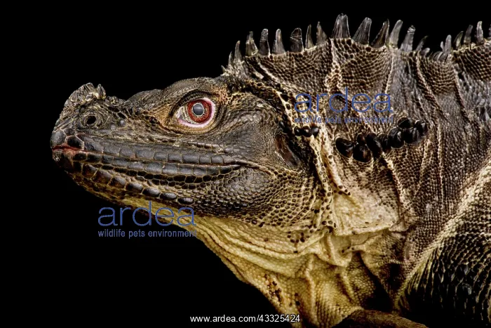 : Sulawesi Sailfin Lizard (Hydrosaurus microlophus : Sulawesi Sailfin Lizard (Hydrosaurus microlophus