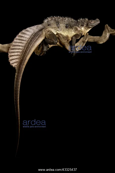 : Sulawesi Sailfin Lizard (Hydrosaurus microlophus : Sulawesi Sailfin Lizard (Hydrosaurus microlophus