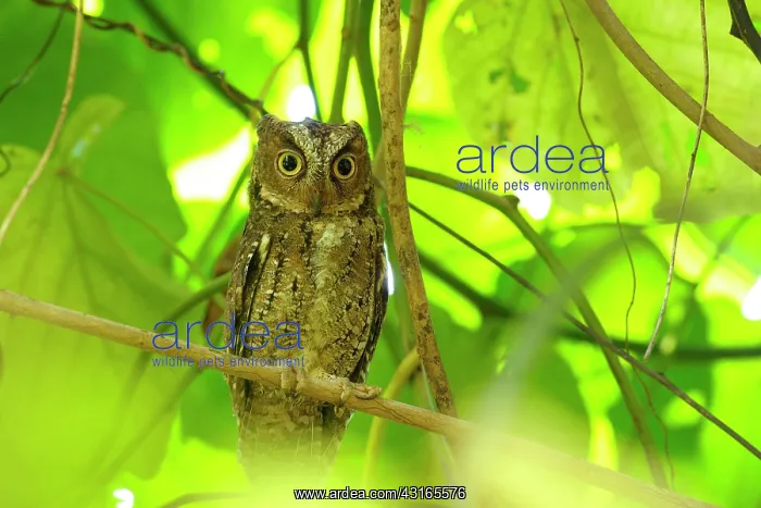 : Sulawesi Scops Owl : Sulawesi Scops Owl