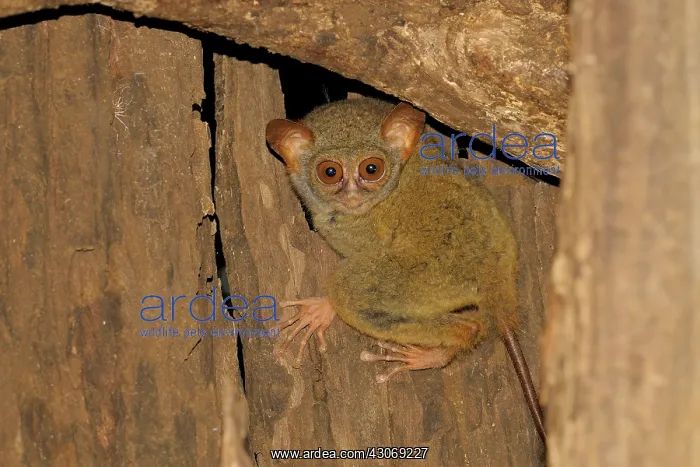 : Sulawesi Tarsier : Sulawesi Tarsier