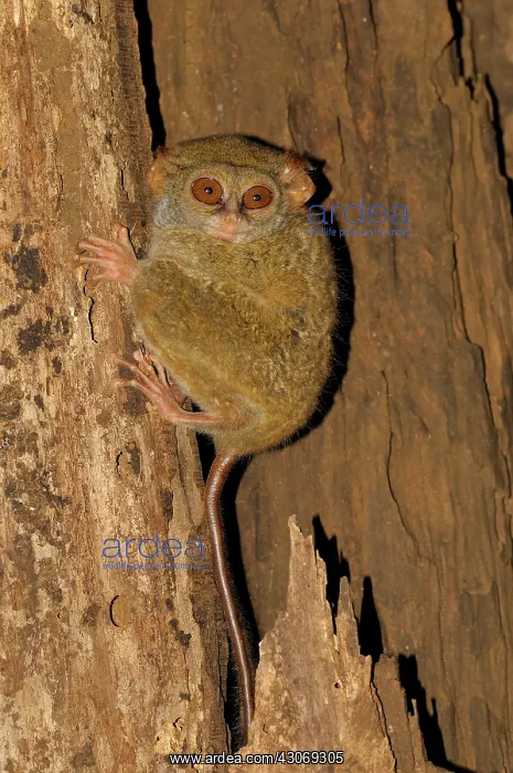 : Sulawesi Tarsier : Sulawesi Tarsier