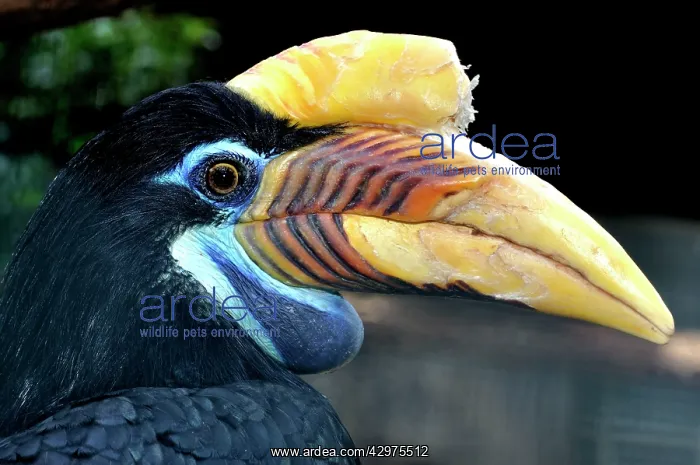: Sulawesi Wrinkled Hornbill / Knobbed Hornbill - female : Sulawesi Wrinkled Hornbill / Knobbed Hornbill - female