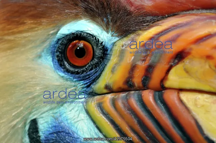 : Sulawesi Wrinkled Hornbill / Knobbed Hornbill - male : Sulawesi Wrinkled Hornbill / Knobbed Hornbill - male