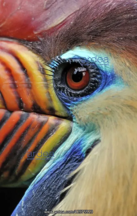 : Sulawesi Wrinkled Hornbill / Knobbed Hornbill - male : Sulawesi Wrinkled Hornbill / Knobbed Hornbill - male