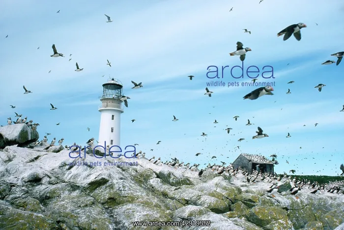 : Sule Skerry Puffins - around lighthouse : Sule Skerry Puffins - around lighthouse