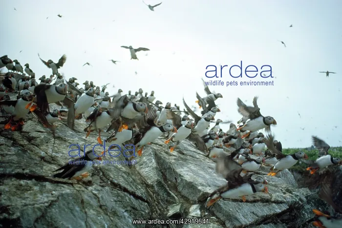 : Sule Skerry Puffins - on Sule Skerry : Sule Skerry Puffins - on Sule Skerry