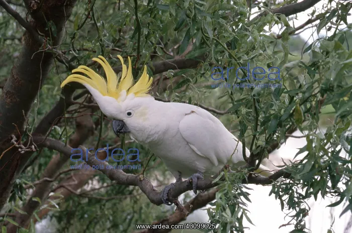 : Sulfur-Crested Cockatoo : Sulfur-Crested Cockatoo