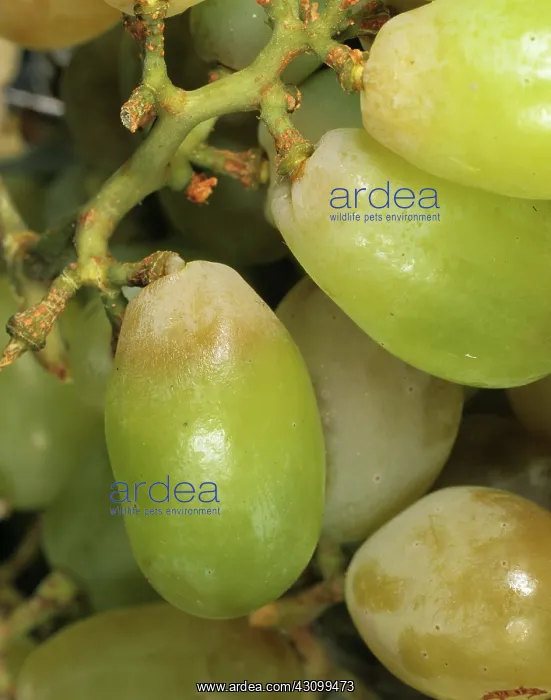 : Sulfur dioxide damage to grapes : Sulfur dioxide damage to grapes