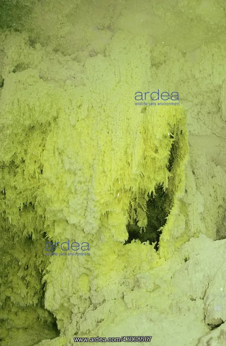 : Sulfurous Fumaroles : Sulfurous Fumaroles