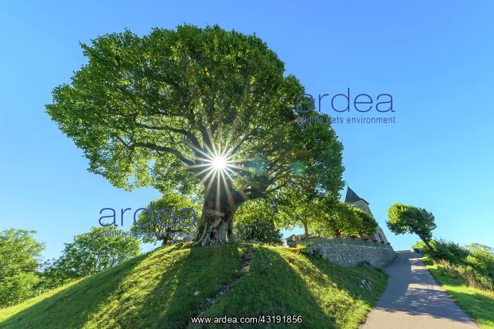  : Sully lime tree over 400 years old, planted in 1601