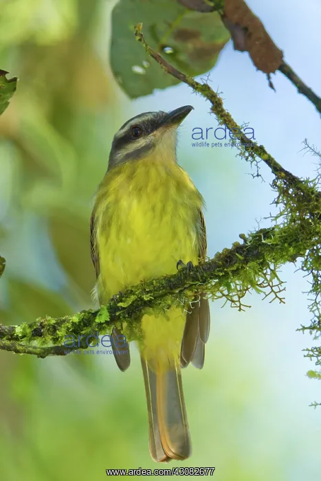 : Sulphur-bellied Flycatcher : Sulphur-bellied Flycatcher