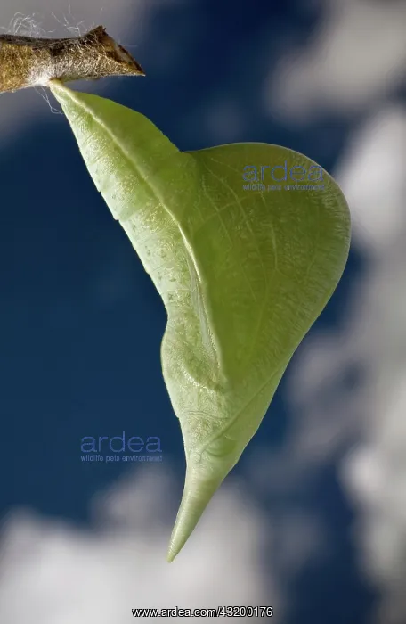 : Sulphur butterfly pupa : Sulphur butterfly pupa