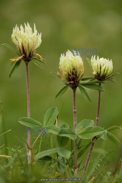 : Sulphur clover : Sulphur clover