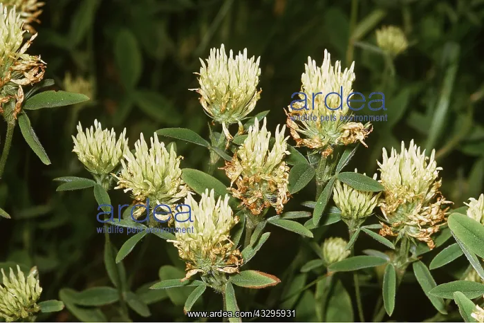 : Sulphur Clover : Sulphur Clover