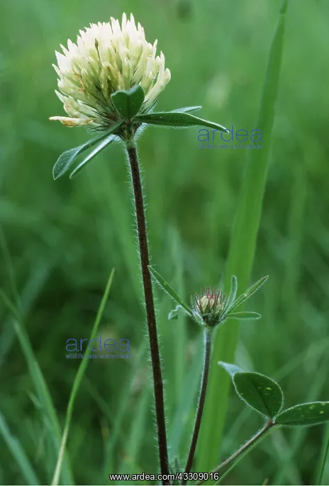 : SULPHUR CLOVER : SULPHUR CLOVER
