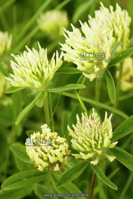 : Sulphur Clover - very rare grassland plant in eastern : Sulphur Clover - very rare grassland plant in eastern