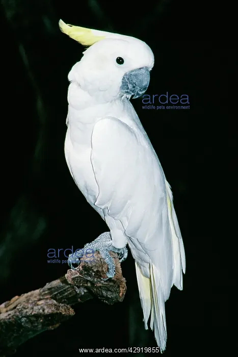 : Sulphur-crested COCKATOO : Sulphur-crested COCKATOO