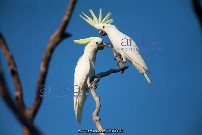 : Sulphur-crested Cockatoo : Sulphur-crested Cockatoo