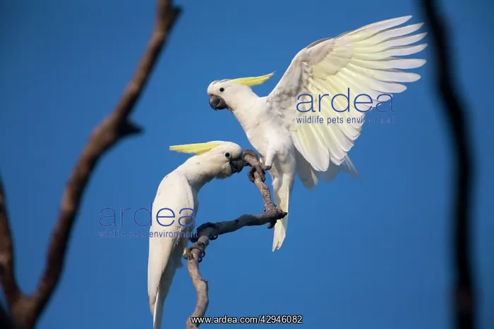 : Sulphur-crested Cockatoo : Sulphur-crested Cockatoo