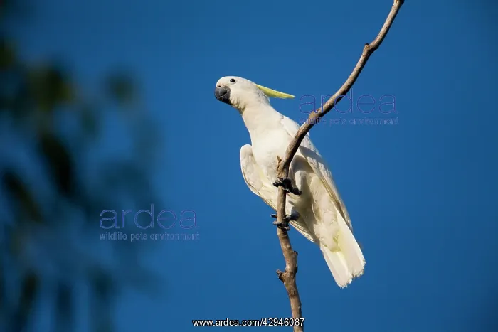 : Sulphur-crested Cockatoo : Sulphur-crested Cockatoo