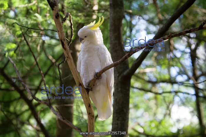 : Sulphur-crested Cockatoo : Sulphur-crested Cockatoo