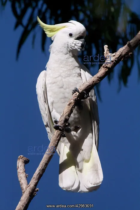 : Sulphur-crested Cockatoo : Sulphur-crested Cockatoo