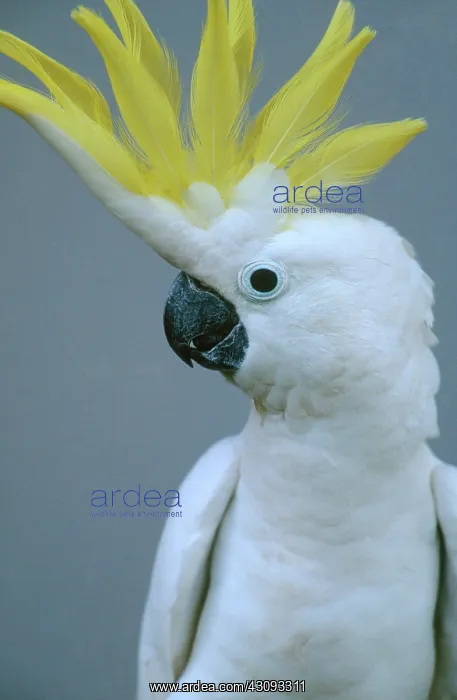 : Sulphur-crested Cockatoo : Sulphur-crested Cockatoo