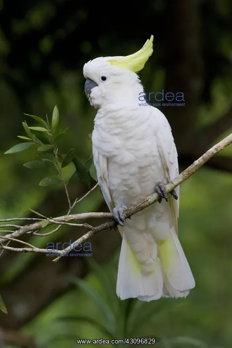 : Sulphur-crested Cockatoo : Sulphur-crested Cockatoo