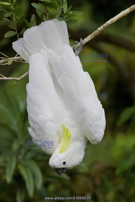 : Sulphur-crested Cockatoo : Sulphur-crested Cockatoo