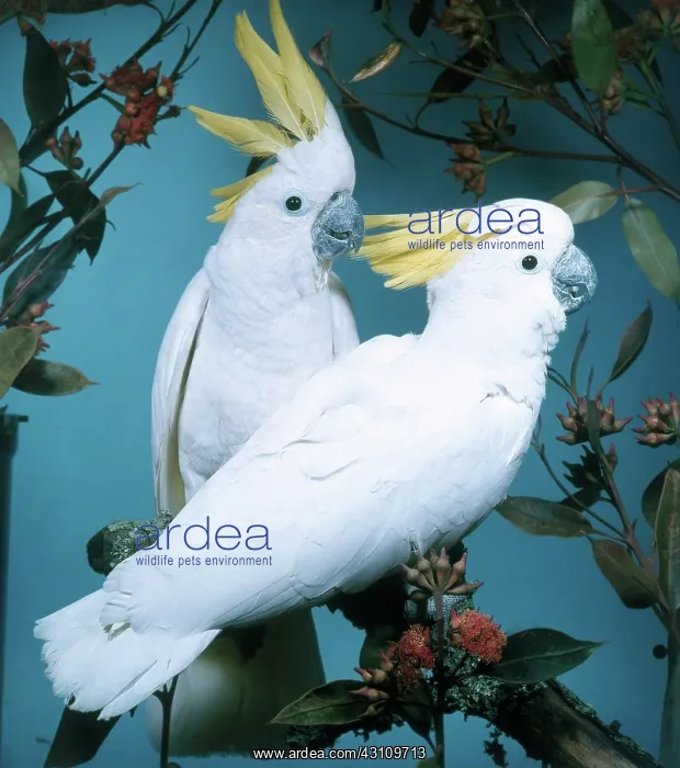 : Sulphur-crested Cockatoo : Sulphur-crested Cockatoo