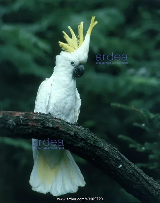 : Sulphur-crested Cockatoo : Sulphur-crested Cockatoo
