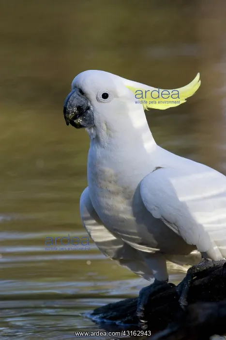 : Sulphur-crested Cockatoo : Sulphur-crested Cockatoo